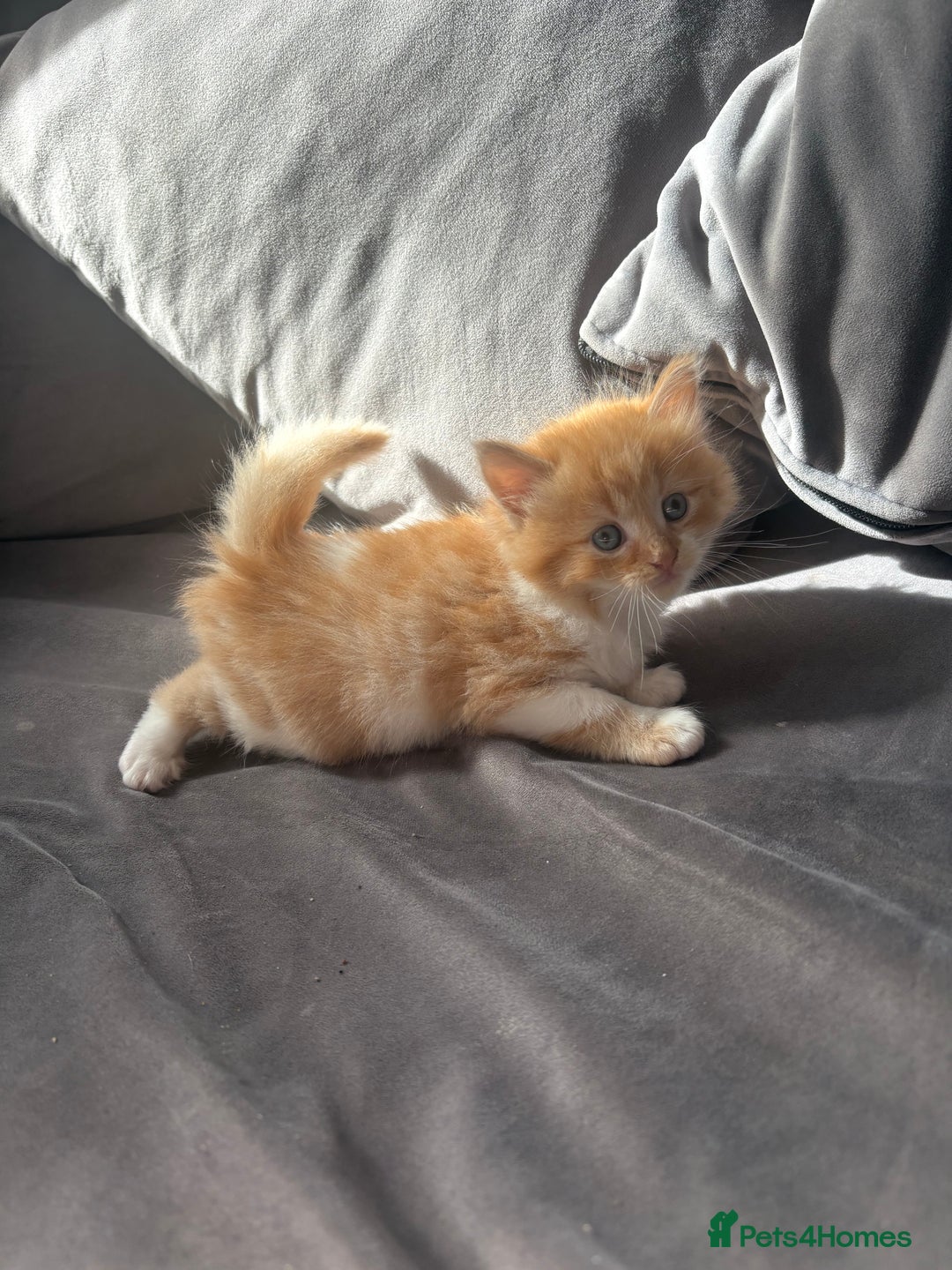 Mixed Breed cats for sale: 5 beautiful fluffy kittens  - Image 14