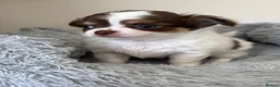 Chihuahua dogs for sale: Litter of tiny long haired chihuahuas - Advert 7