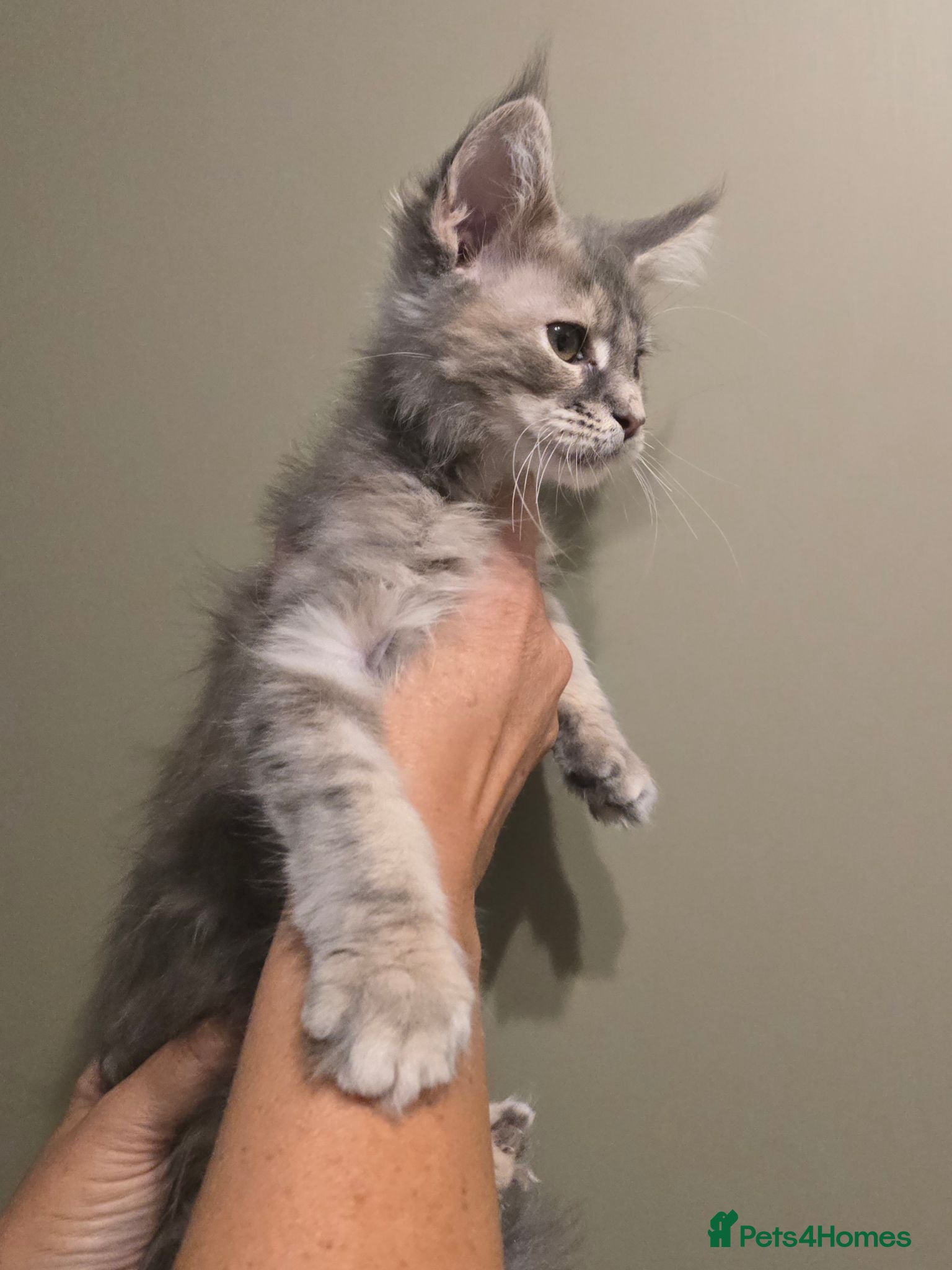 Maine Coon cats 2 Adorable mainecoon girls left - Advert 2