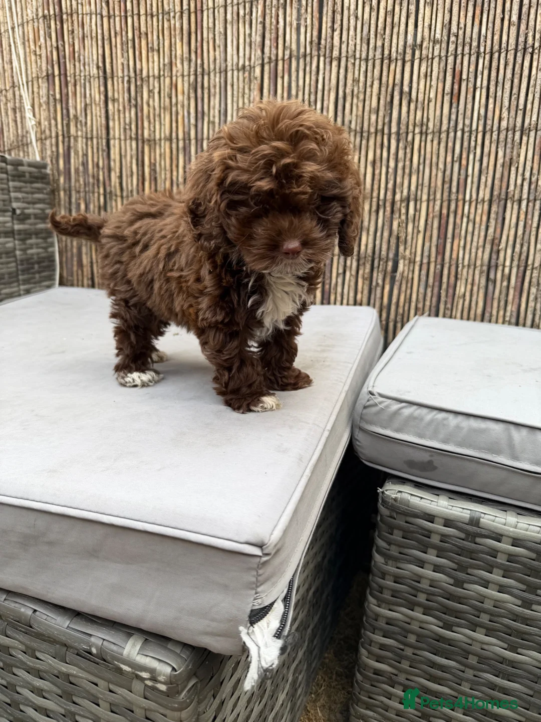 Cockapoo dogs for sale: Cockapoo  - Advert 2