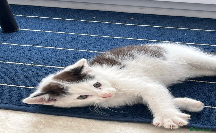 Mixed Breed cats - Advert 10