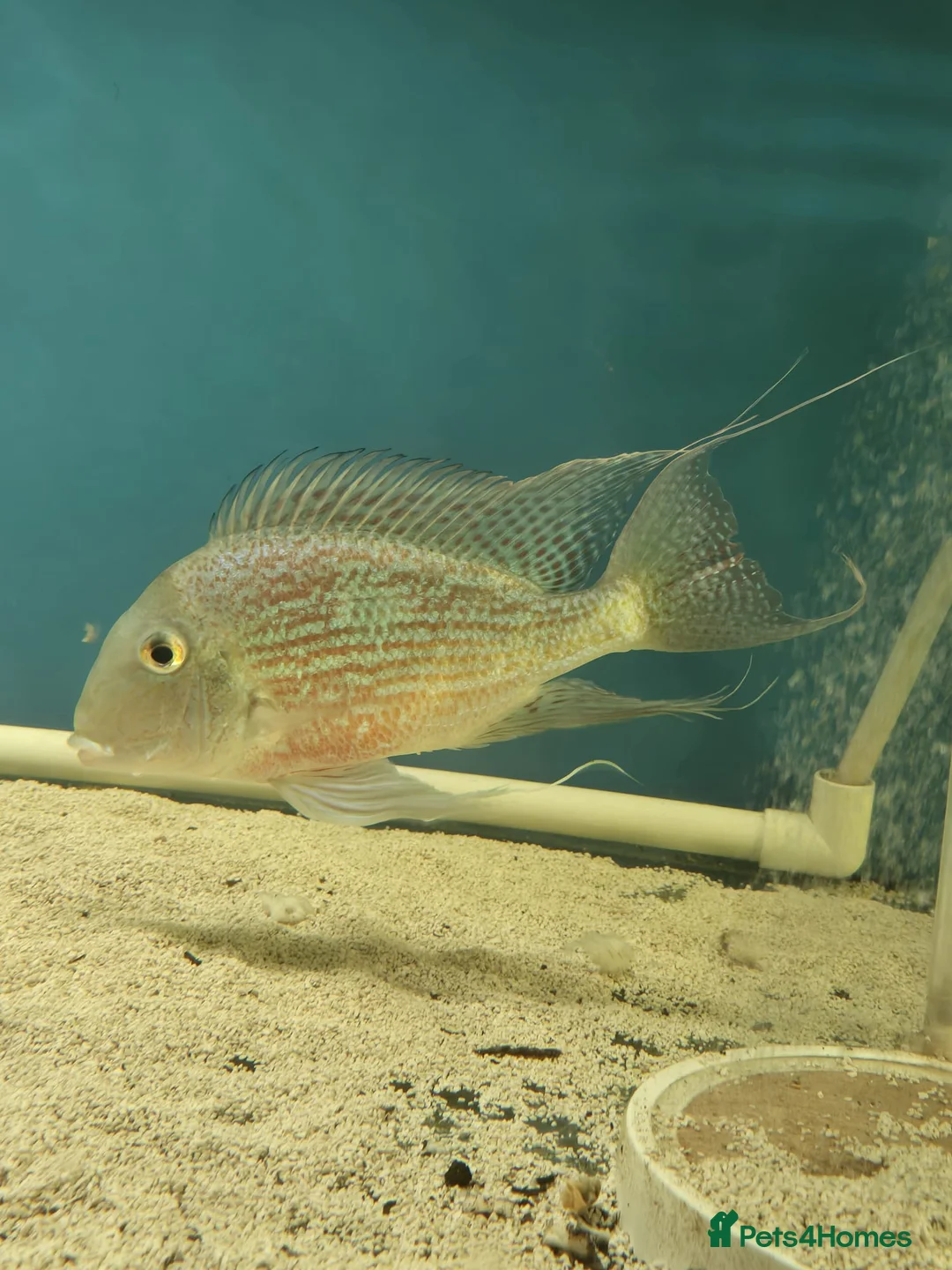 Other/Mixed Breed fish for sale: Geophagus fish - Advert 8