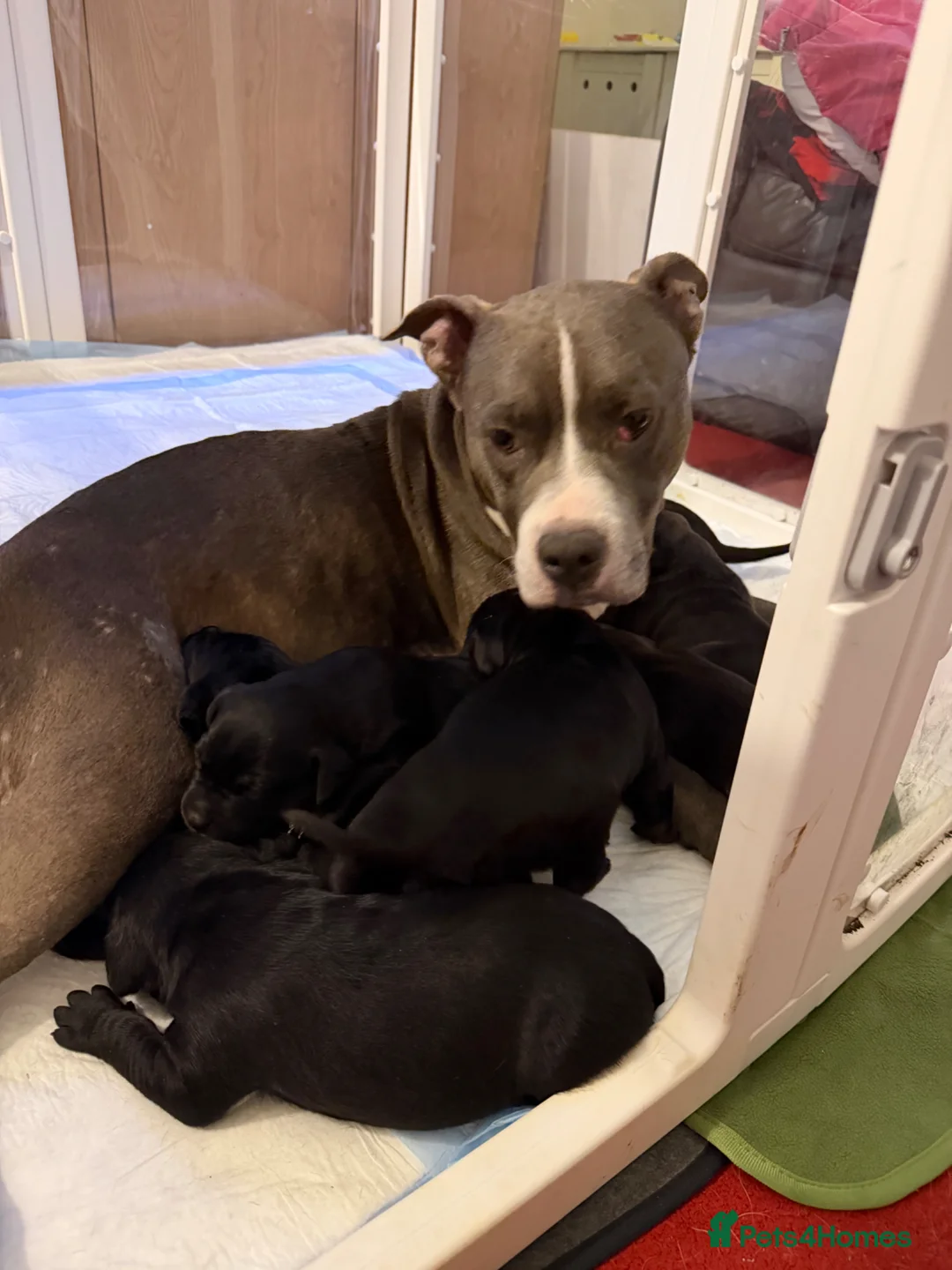 Mixed Breed dogs for sale: Staffordshire bull terrier cross Labrador - Advert 1