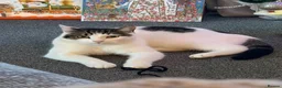 British Shorthair cats for sale:     Nala – Independent but Loving in Melton Mowbray - Advert 8