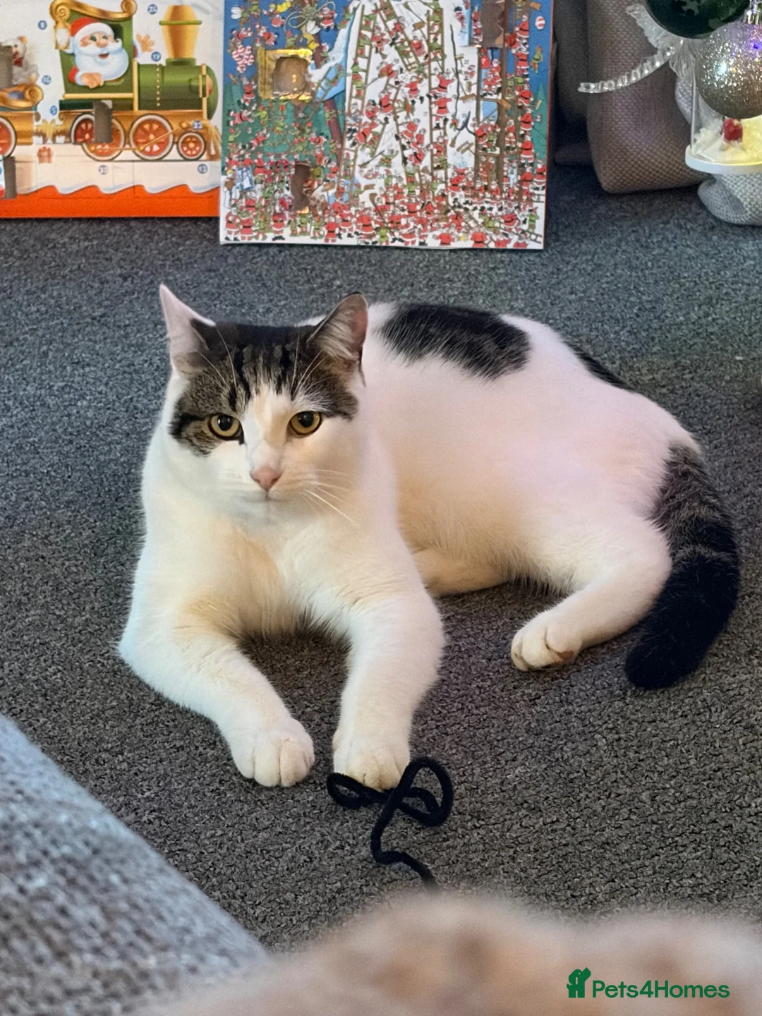 British Shorthair cats for sale:     Nala – Independent but Loving in Melton Mowbray - Advert 8