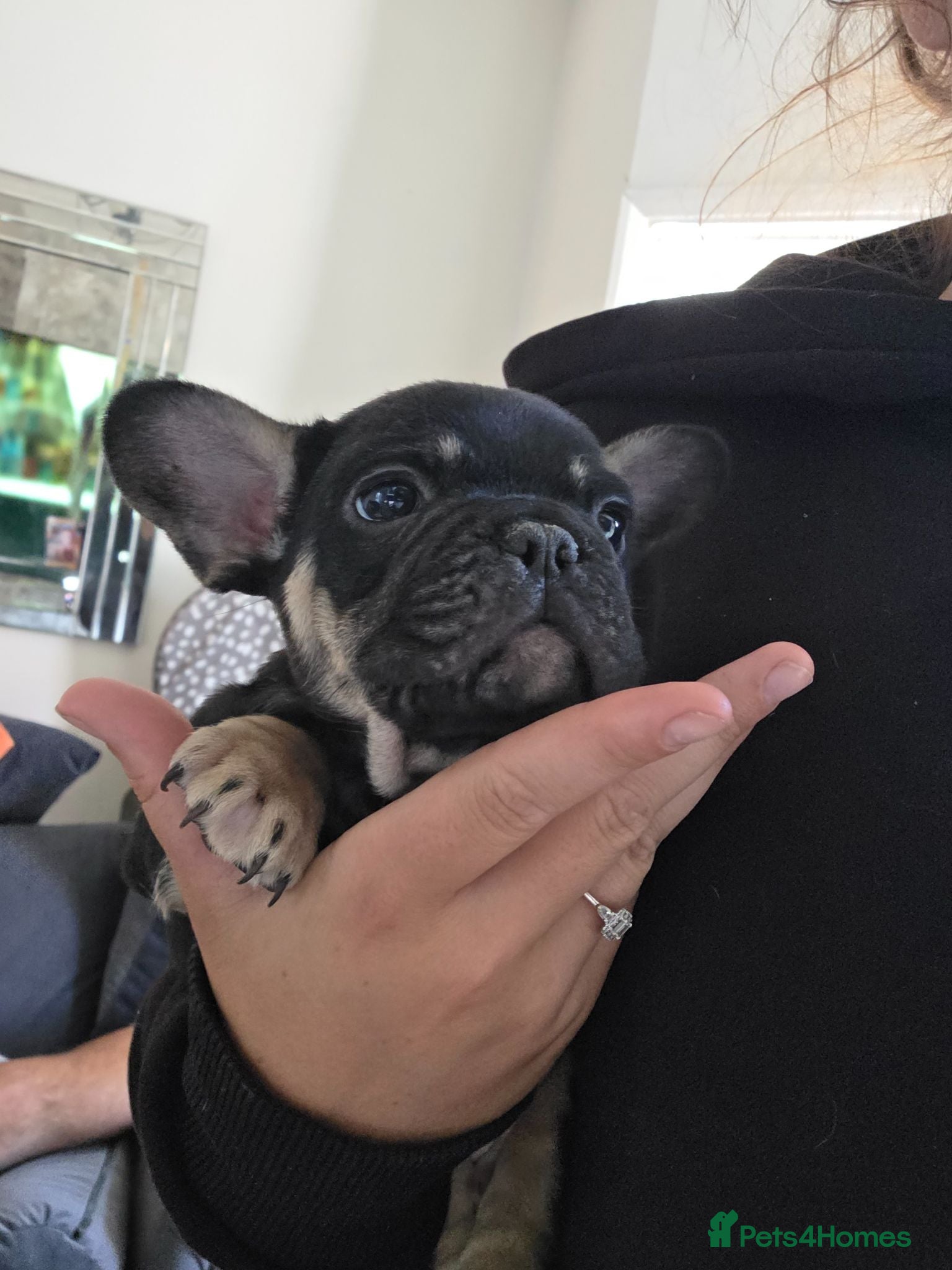 French Bulldog dogs Frenchbulldogs😍❤️6 week old - Advert 17