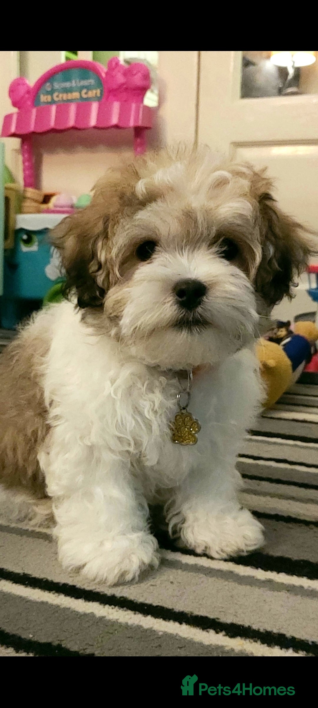 Mixed Breed dogs for sale: Lhasa shitzu x bichon Maltese - Image 3