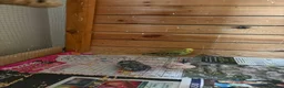 Budgerigars birds for sale: 7 young female budgies for sale - Advert 5