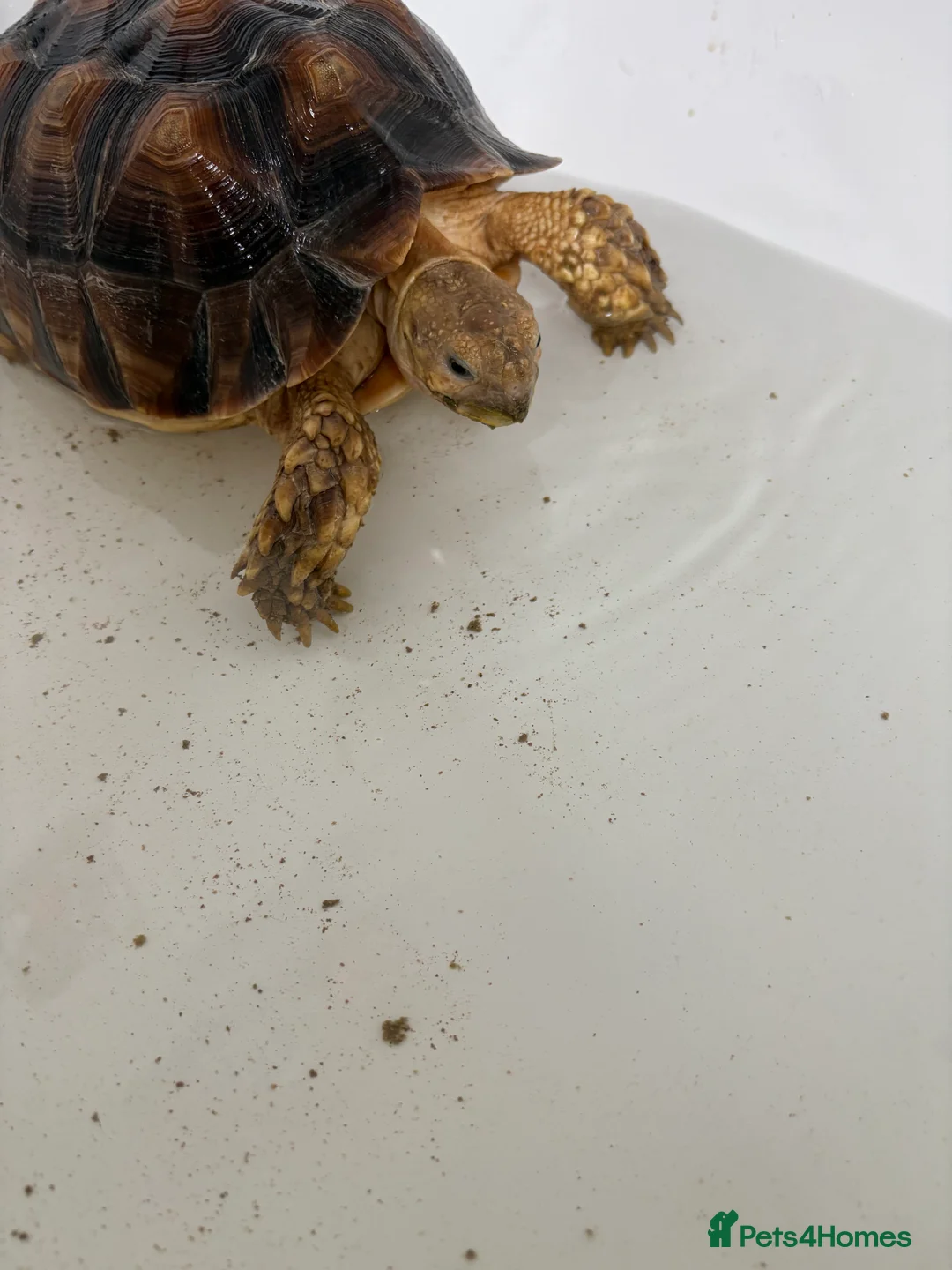 Tortoise reptiles for sale: 3 year old Sulcuta tortoise  - Advert 3