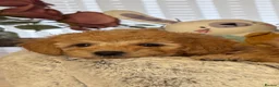 Toy Poodle dogs for sale: 5 star Tiny Toy Poodles puppies 🐶 raised with ❣️ - Advert 5