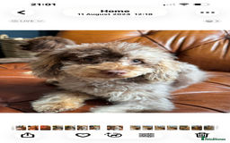 Toy Poodle dogs for sale: Chocolate merle phantom toy poodle girl - Image 1