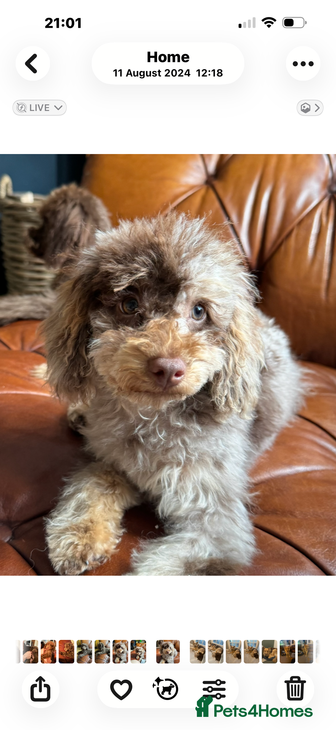 Toy Poodle dogs for sale: Chocolate merle phantom toy poodle girl - Image 1