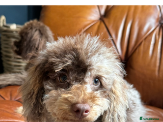 Toy Poodle dogs Chocolate merle phantom toy poodle girl - Advert 16