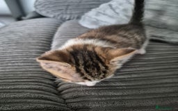 Mixed Breed cats for sale: Tabby kittens for sale - Image 2