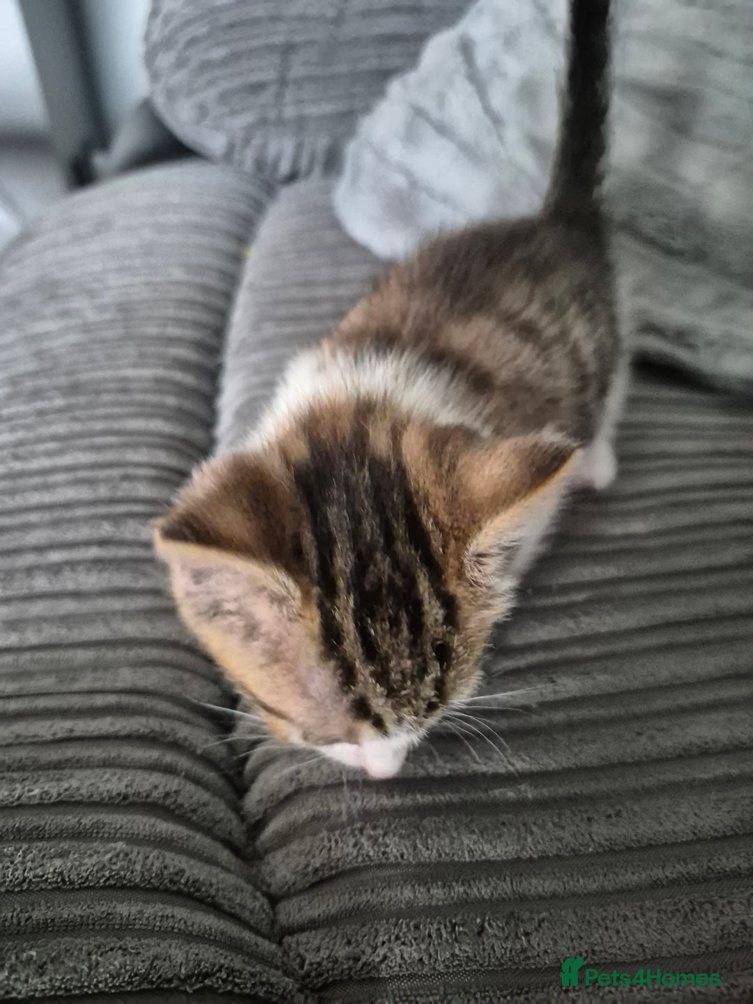 Mixed Breed cats for sale: Tabby kittens for sale - Image 2