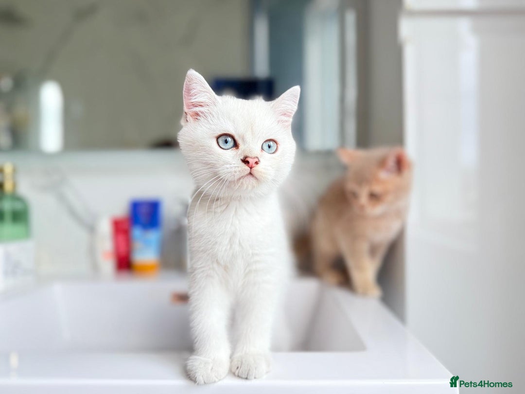 Scottish Fold cats for sale: Full pedigree Scottish Fold  in Croydon - Image 4