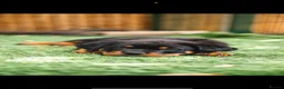 Rottweiler dogs for sale: 🐾 KC Registered Rottweiler Puppies for sale in Huddersfield - Advert 7