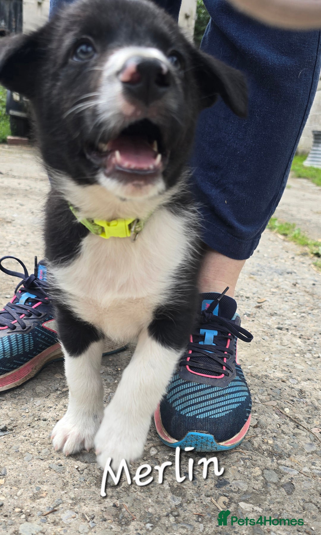 Border Collie dogs for sale:  Any farmers looking for working dogs? - Image 29