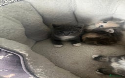 British Shorthair cats for sale: British short hair x - Image 4