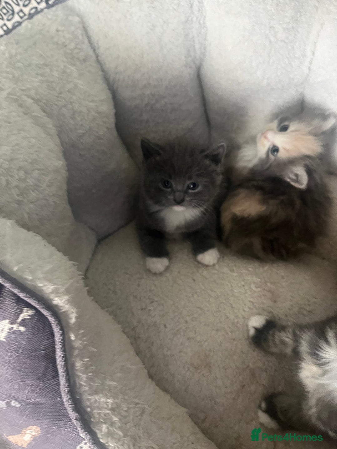 British Shorthair cats for sale: British short hair x - Image 4