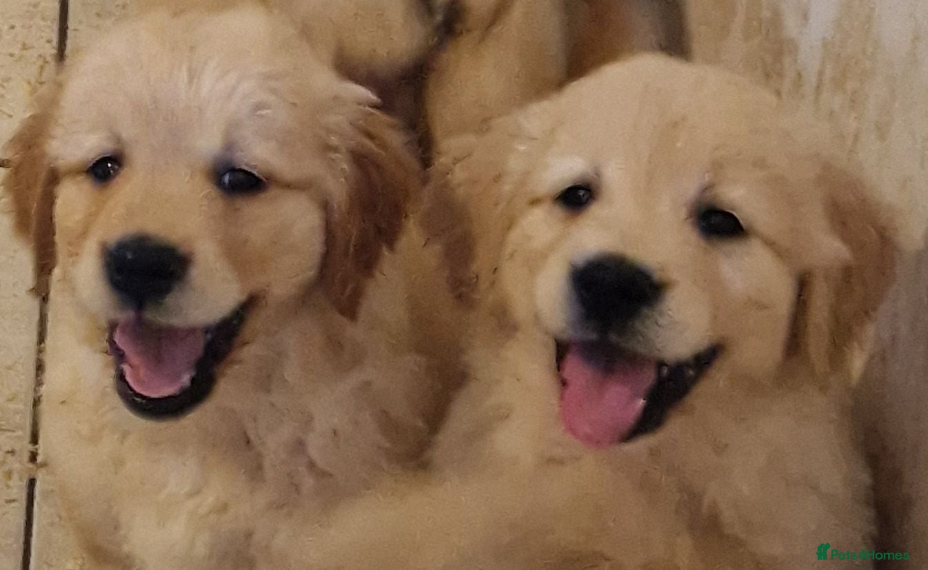 Golden Retriever dogs Stunning golden Girls - Advert 1