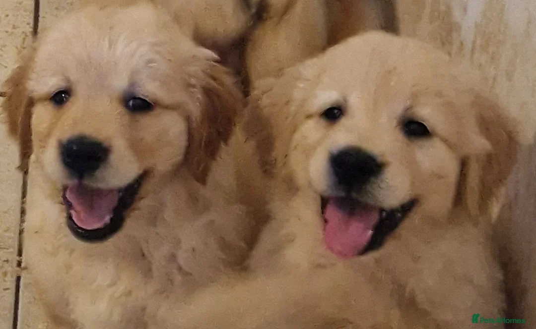 Golden Retriever dogs for sale: Stunning golden Girls - Advert 1