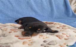 Dachshund dogs for sale: dachshund puppies  - Image 6