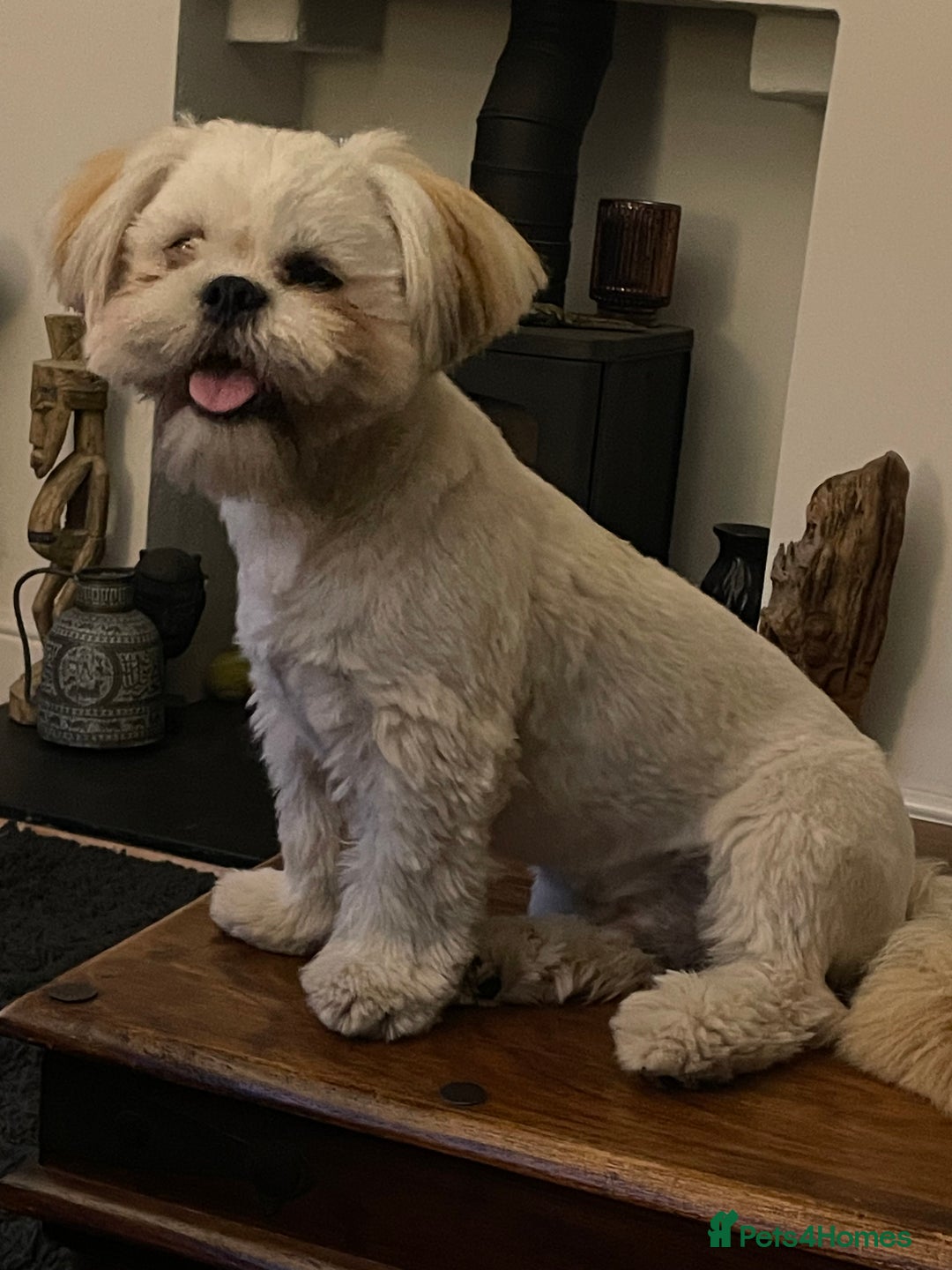 Lhasa Apso dogs for stud: STUD - Lhasa Apso - Randy Ronnie!  - Advert 1