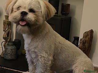 Lhasa Apso dogs STUD - Lhasa Apso - Randy Ronnie! - Advert 1