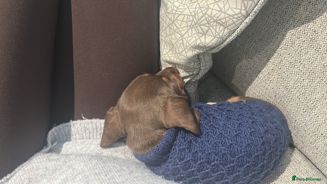 Miniature Dachshund dogs for sale: Miniature dachshund buy puppy  - Image 10