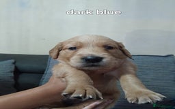 Golden Retriever dogs for sale: Amazing Golden Retrievers for sale  - Image 12