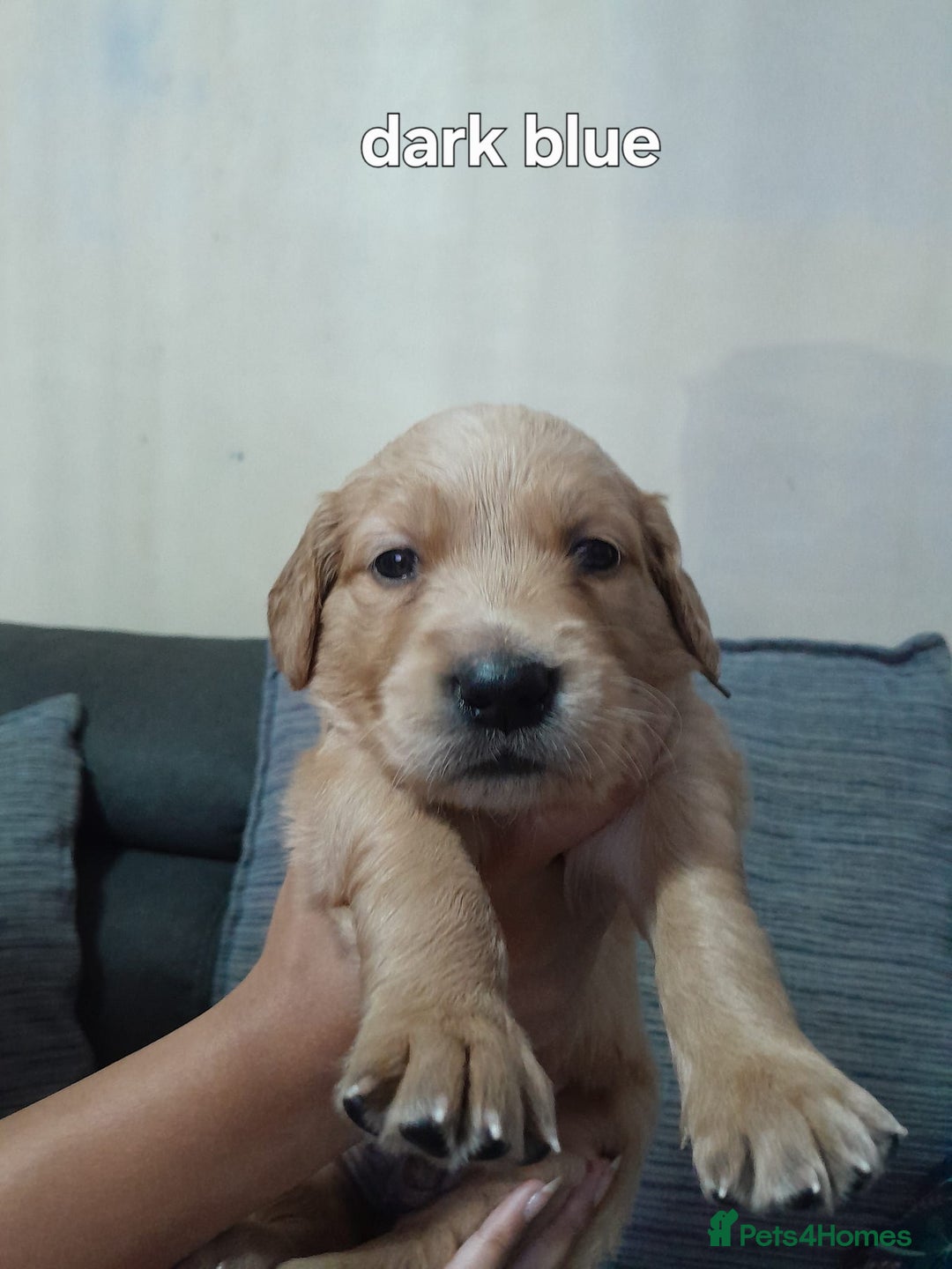 Golden Retriever dogs for sale: Amazing Golden Retrievers for sale  - Image 12