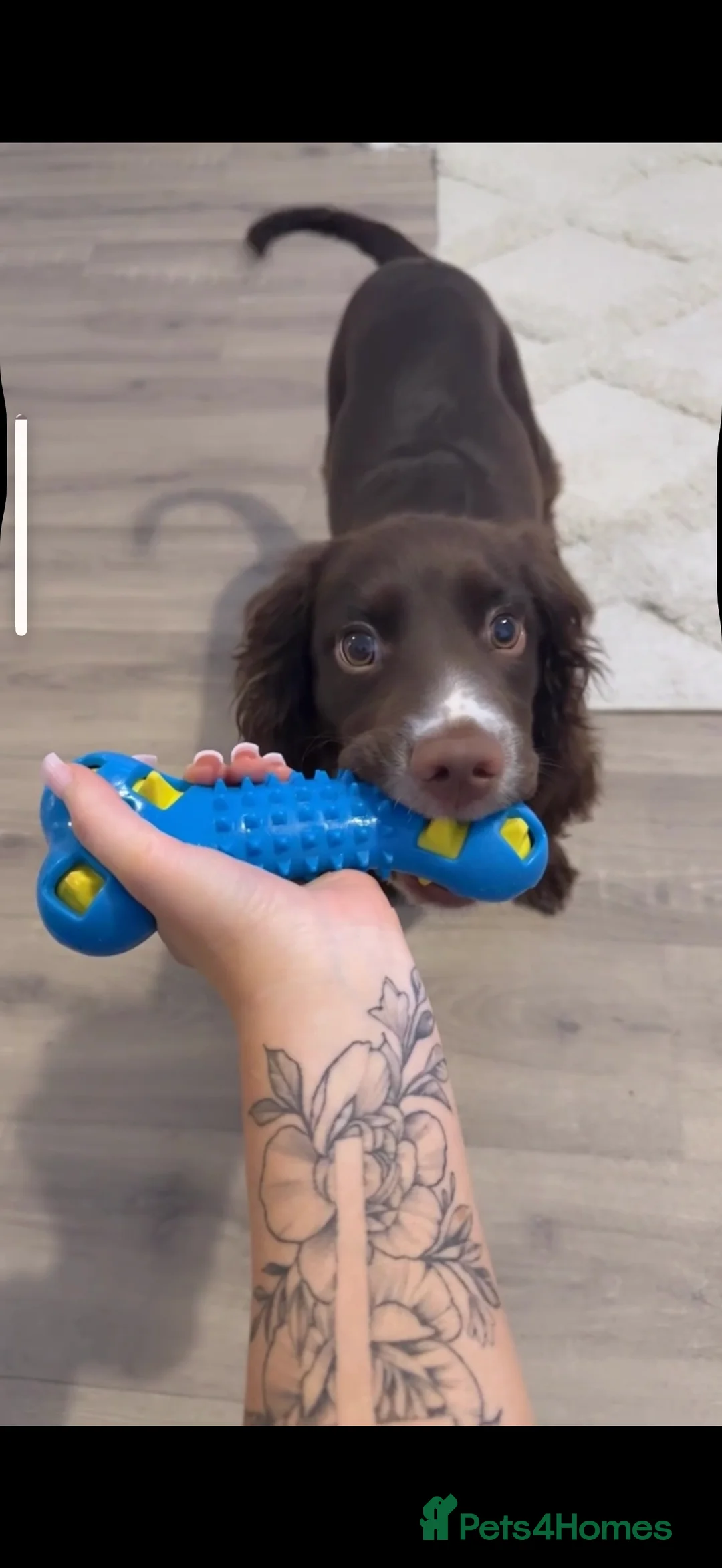 Sprocker dogs for sale: Rio the cocker spaniel  - Advert 4