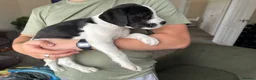Mixed Breed dogs for sale: 2 pups left! Labrador X Whippet Lurcher Puppies 🐶 - Advert 23