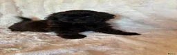 Shihpoo dogs for sale: Imperial shihpoo puppies - Advert 3
