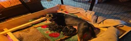 Rottweiler dogs for sale: Last 2 boys  - Advert 4