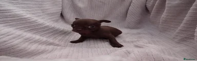Casper