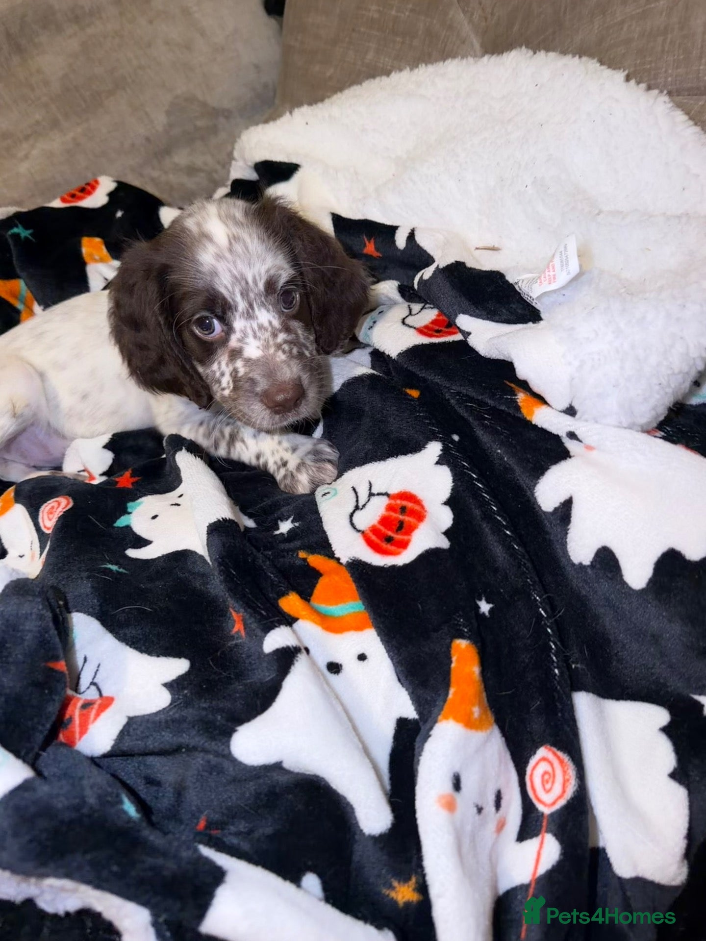 Cocker Spaniel dogs 1 girl left!!✨ - Advert 14