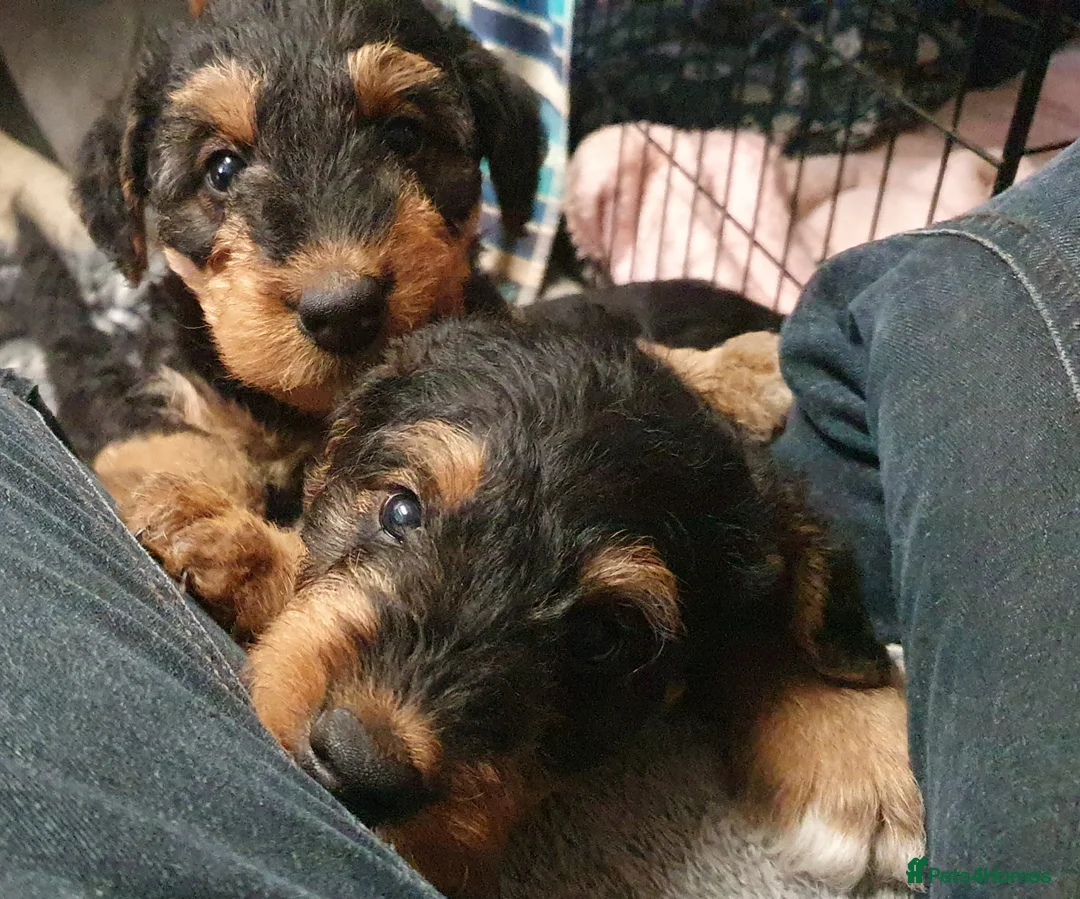 Airedale Terrier dogs for sale: Airedale puppies from health tested parents  - Advert 1