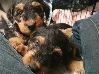 Airedale Terrier dogs Airedale puppies from health tested parents - Advert 4