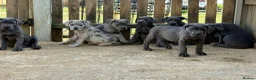 Cane Corso dogs for sale: Cane corso pups ready now - Advert 7