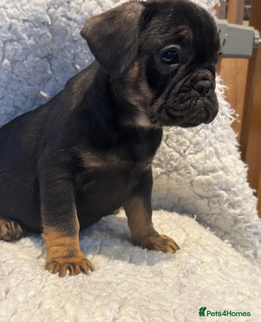 French Bulldog dogs for sale: Beautiful French bulldog puppies - Advert 9