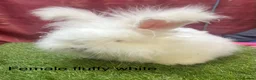 Angora rabbits for sale: Teddy Widder / Dwerg Rabbits For Sale - Advert 6