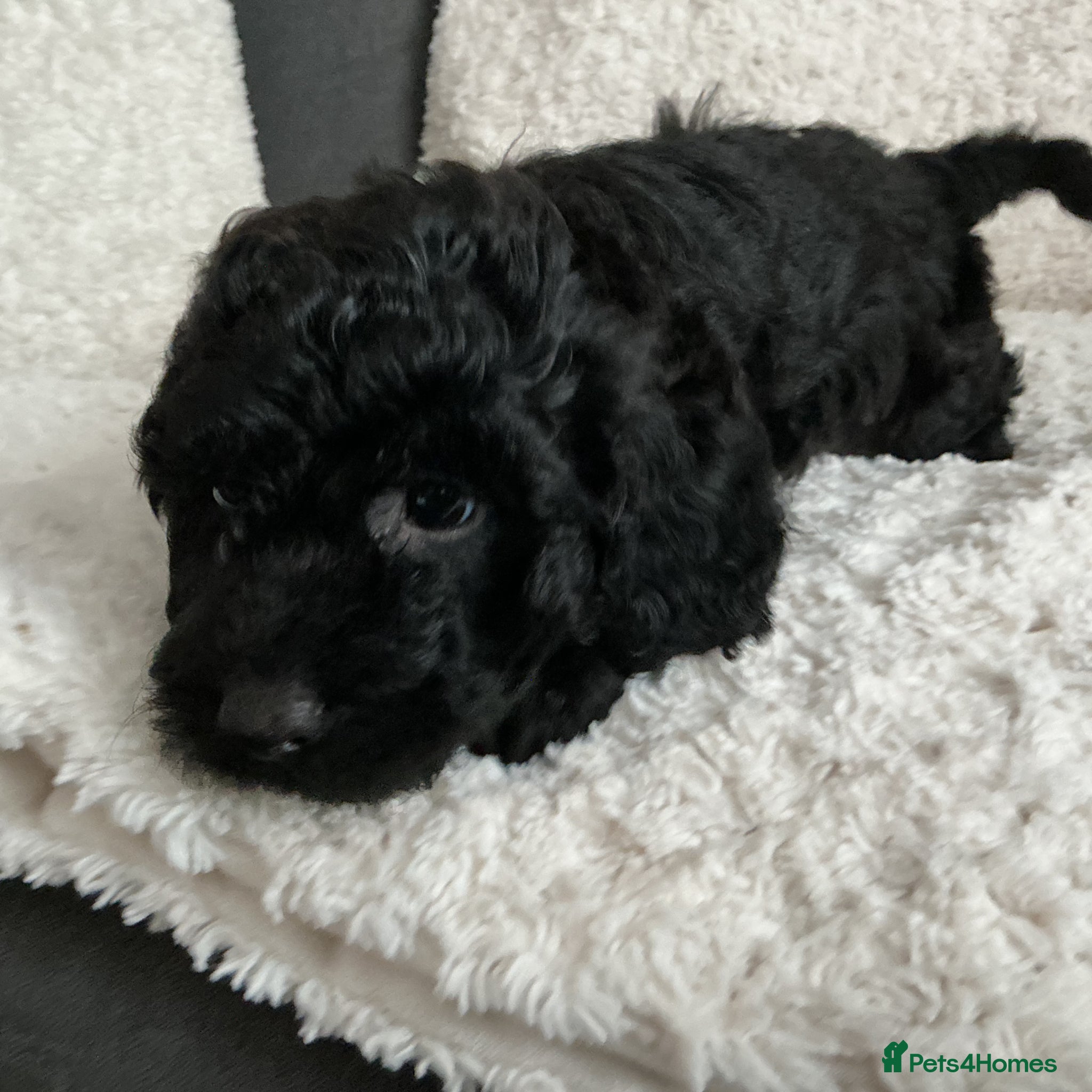 Cockapoo dogs Ready now black curly cockapoo  - Advert 3