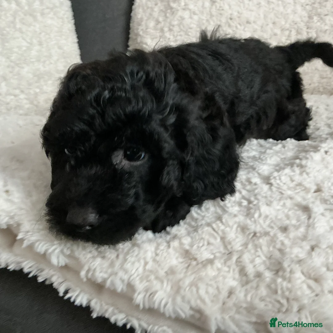 Cockapoo dogs for sale: Ready now black curly cockapoo  - Advert 1