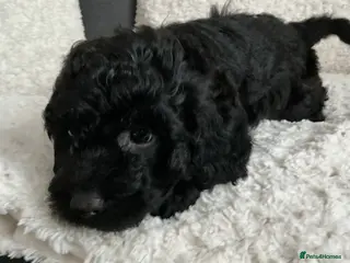 Cockapoo dogs Ready now black curly cockapoo - Advert 1