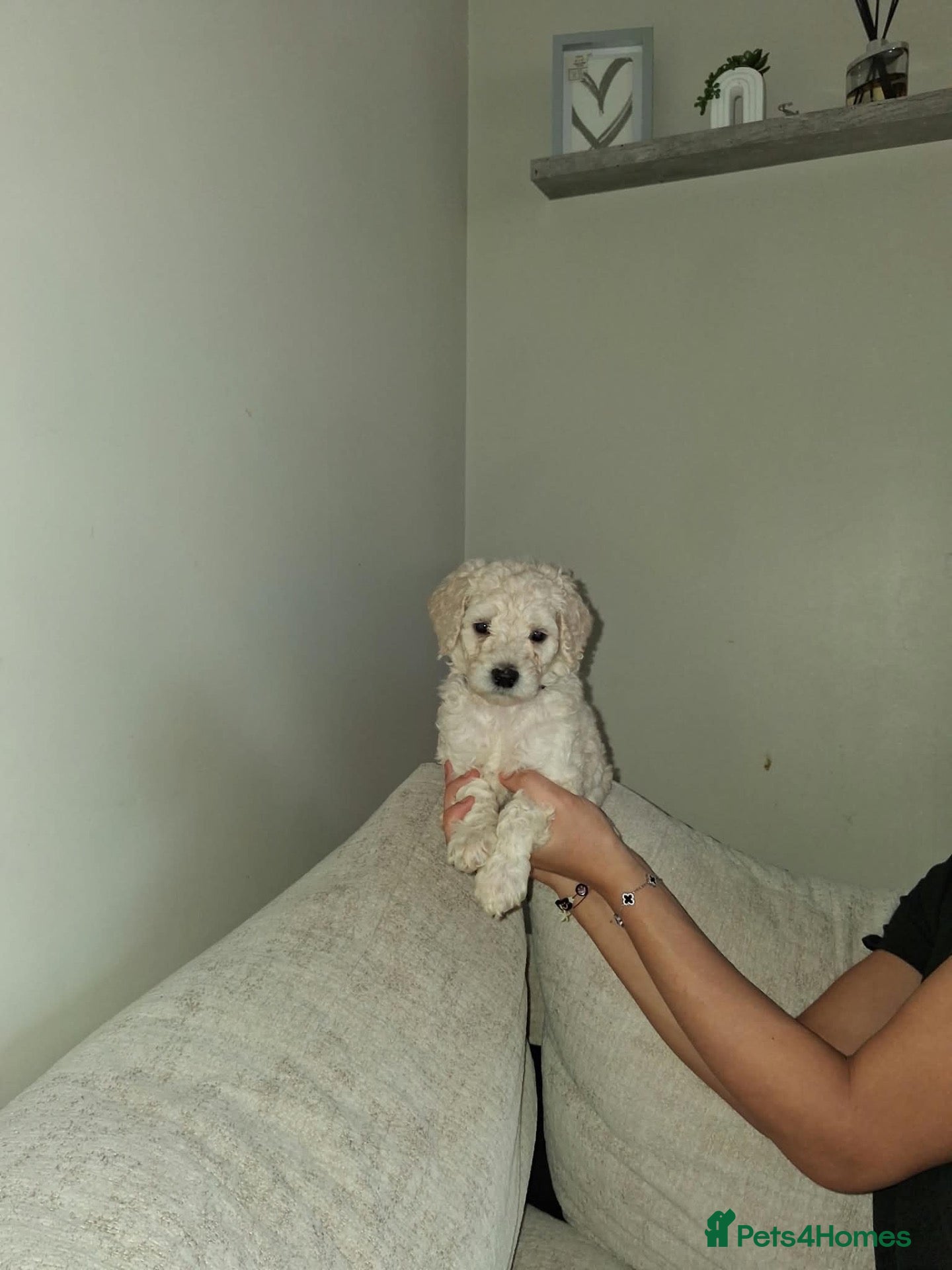Saint Berdoodle dogs ❤️ Saint bernadoodle / Standard poodle💙 - Advert 1