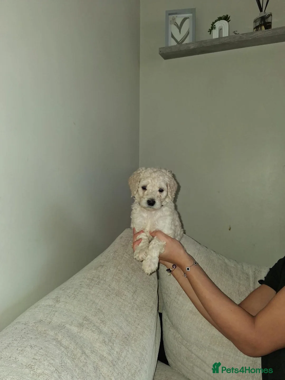 Saint Berdoodle dogs for sale: ❤️ Saint bernadoodle / Standard poodle💙 - Advert 1