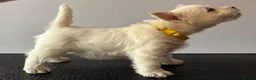 West Highland Terrier dogs for sale: Only One KC Registered Puppy Left! 🐶 - Advert 1