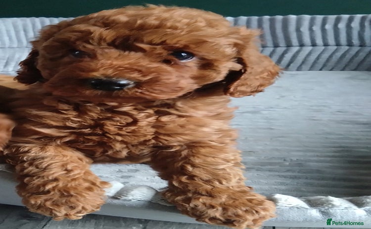 Cockapoo dogs - Advert 3